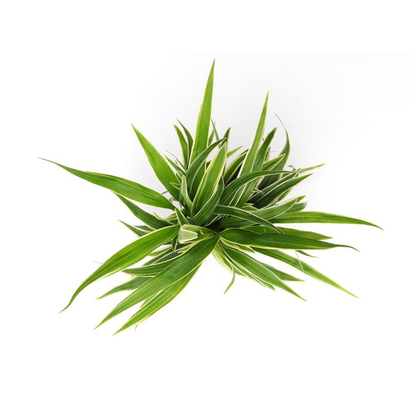 Planta naturala Chlorophytum bichetii Stoffels - imagine 3